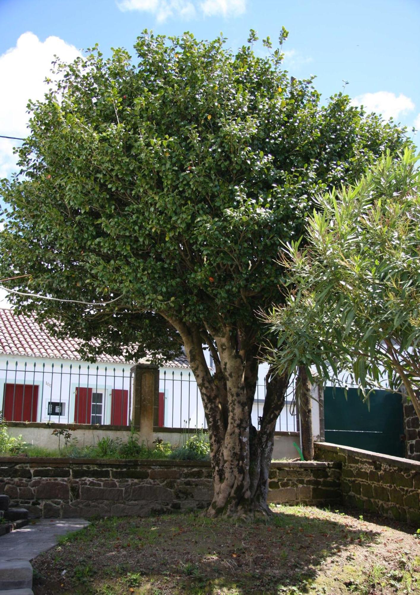 Quinta Atlantis Bed & Breakfast Povoacao  Exterior photo